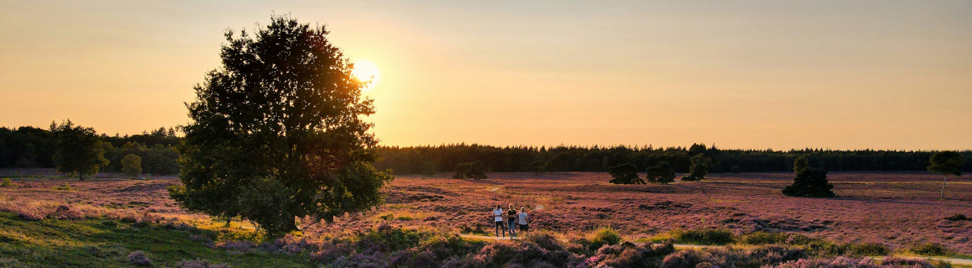 header-na-heide-gelderland-cc0-stephan-van-de-schootbrugge-gsbpf0cohcs-via-unsplash